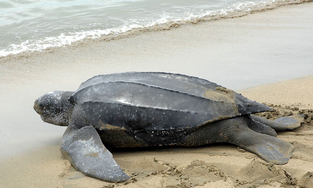 See leatherback turtles in Tobago