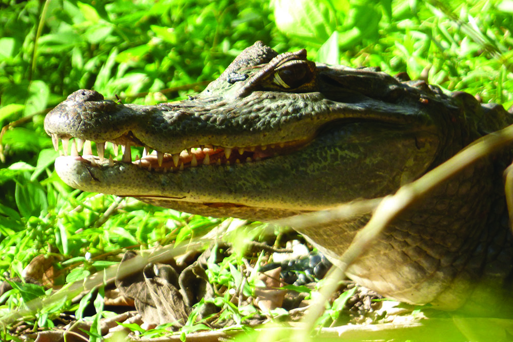 Caiman Tobago