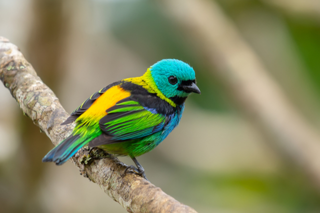 Tanager