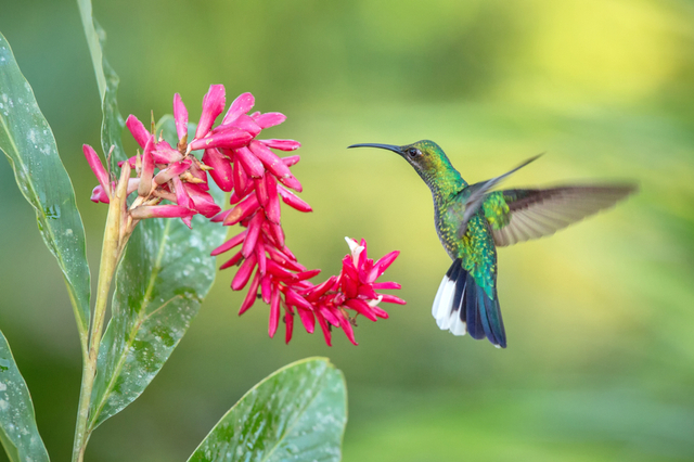 White-tailed sabrewing