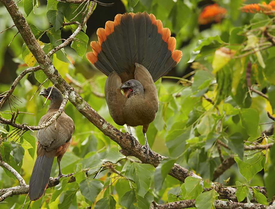 How de. Band-tailed Guan.