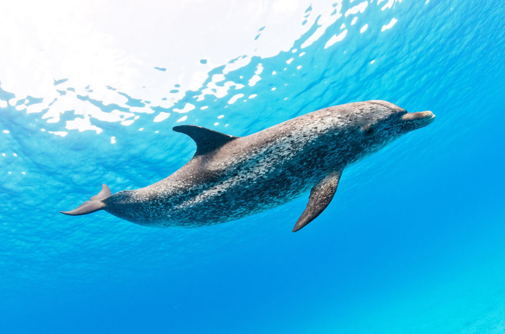 Dolphins in the Caribbean