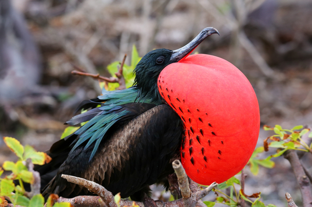 Frigatebird