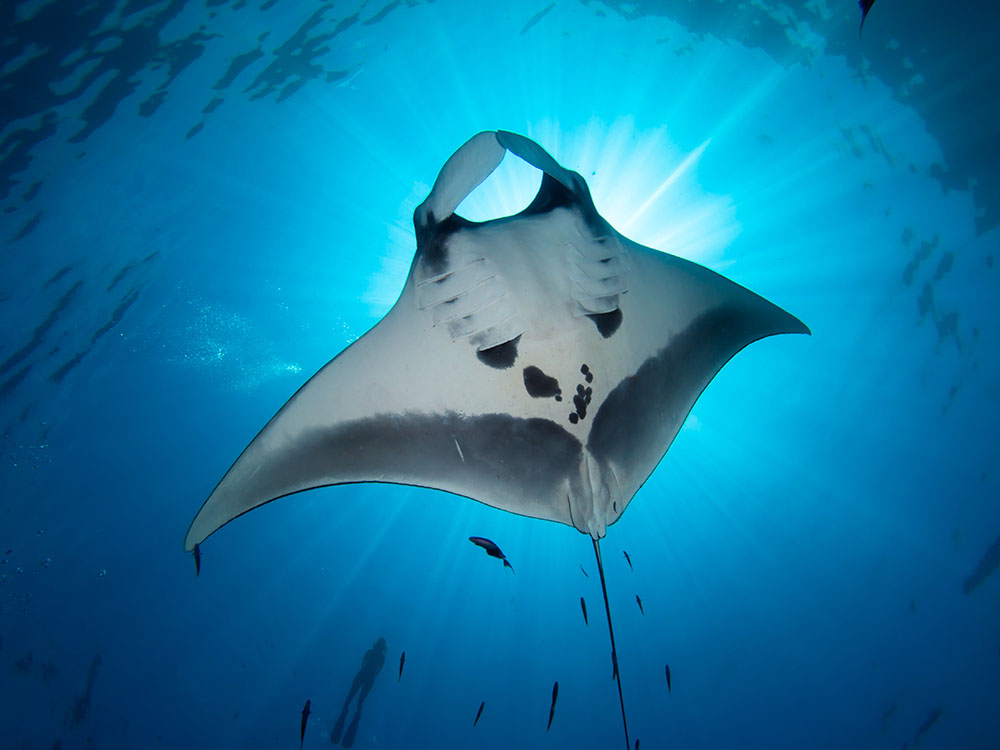 Spot manta rays in Tobago