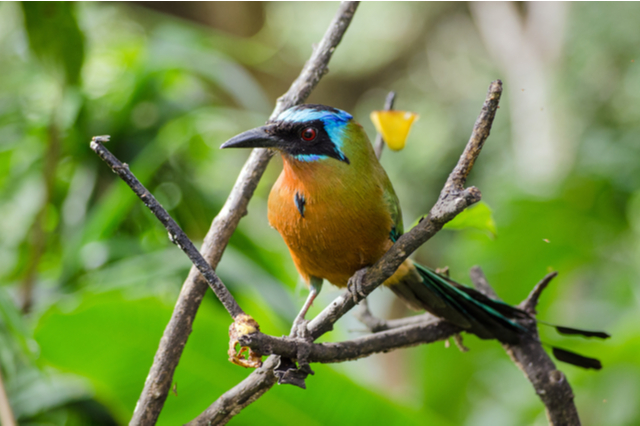 Trinidad motmot