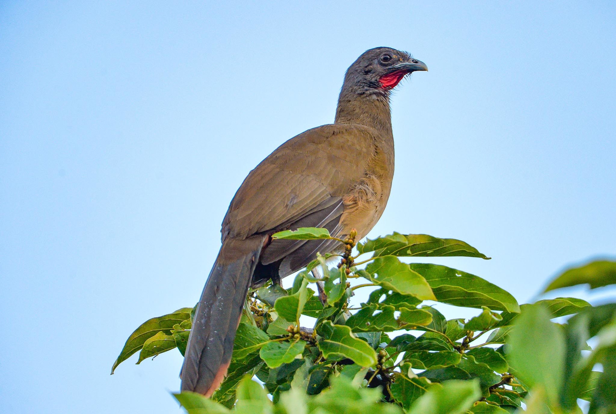 Birdwatching in Tobago's Main Ridge Forest Reserve